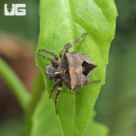 Star Bellied Orb Weaver (Acanthepeira stellata) for sale - Underground Reptiles