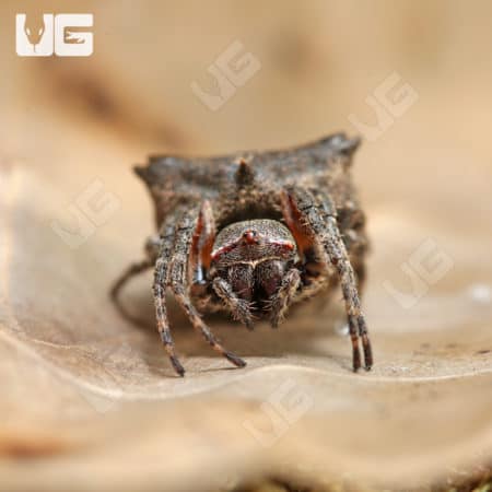 Star Bellied Orb Weaver (Acanthepeira stellata) for sale - Underground Reptiles