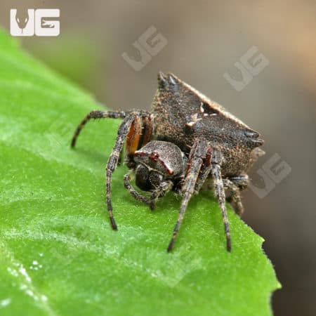 Star Bellied Orb Weaver (Acanthepeira stellata) for sale - Underground Reptiles