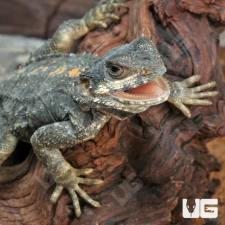 Starred Agamas (Stellagama stellio) For Sale - Underground Reptiles