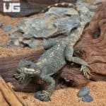 Starred Agamas (Stellagama stellio) For Sale - Underground Reptiles