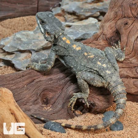 Starred Agamas (Stellagama stellio) For Sale - Underground Reptiles