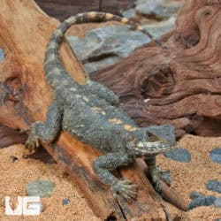 Starred Agamas (Stellagama stellio) For Sale - Underground Reptiles