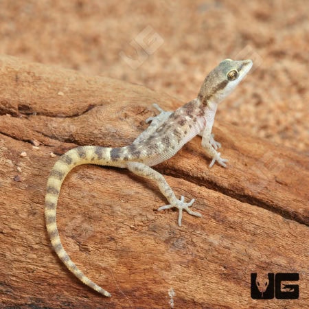Steudner's Pygmy Geckos (Tropiocolotes steudneri) For Sale - Underground Reptiles