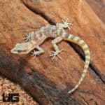 Steudner's Pygmy Geckos (Tropiocolotes steudneri) For Sale - Underground Reptiles