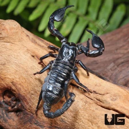 Thai Forest Scorpions (Heterometrus sp. "Thailand") For Sale - Underground Reptiles