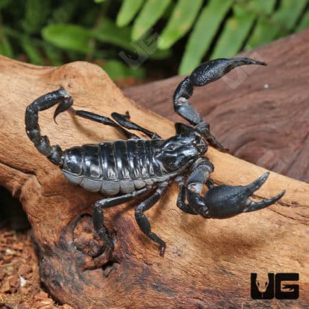 Thai Forest Scorpions (Heterometrus sp. "Thailand") For Sale - Underground Reptiles