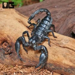 Thai Forest Scorpions (Heterometrus sp. 