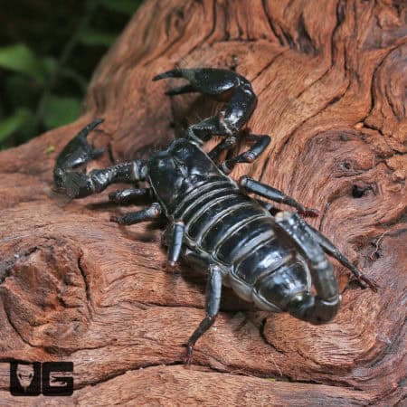 Thai Forest Scorpions (Heterometrus sp. "Thailand") For Sale - Underground Reptiles