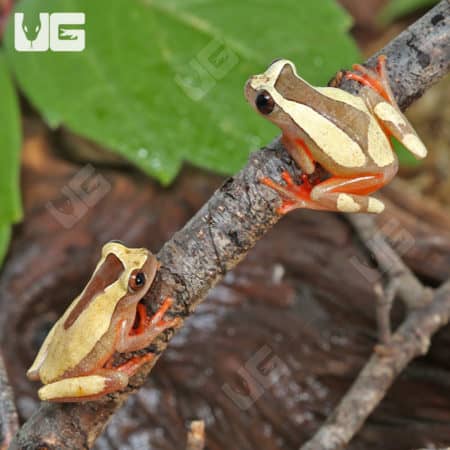 Two triangle tree frogs on a branch, showcasing vibrant yellow and brown markings.