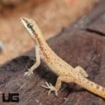 Tripoli Geckos (Tropiocolotes tripolitanus) For Sale - Underground Reptiles