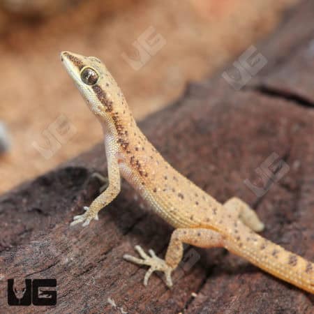 Tripoli Geckos (Tropiocolotes tripolitanus) For Sale - Underground Reptiles