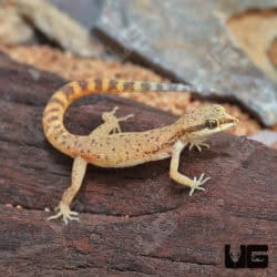 Tripoli Geckos (Tropiocolotes tripolitanus) For Sale - Underground Reptiles