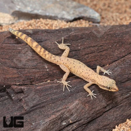 Tripoli Geckos (Tropiocolotes tripolitanus) For Sale - Underground Reptiles