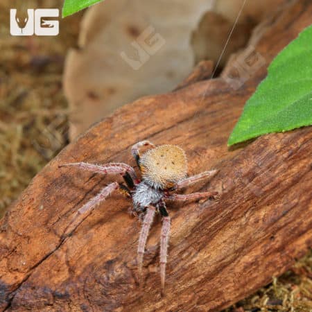 Tropical Orb Weaver (Eriophora ravilla) for sale