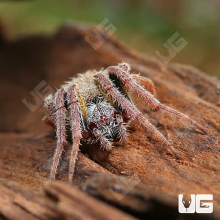 Tropical Orb Weaver (Eriophora ravilla) for sale