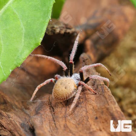 Tropical Orb Weaver (Eriophora ravilla) for sale