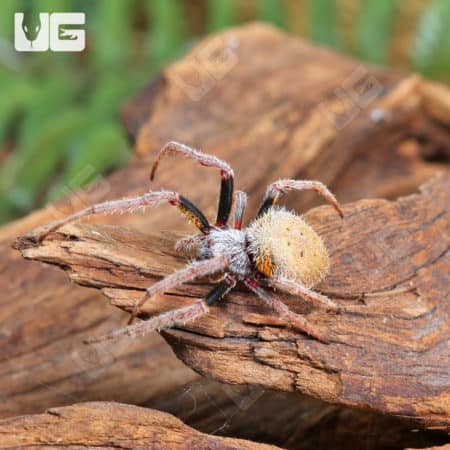Tropical Orb Weaver (Eriophora ravilla) for sale