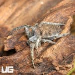 Tropical Tent-Web Spider (Cyrtophora citricola) For Sale - Underground Reptiles
