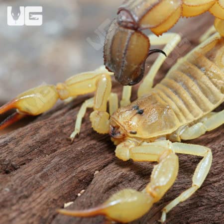 Tunisian Fat Tail Scorpion (Androctonus amoreuxi) For Sale - Underground Reptiles