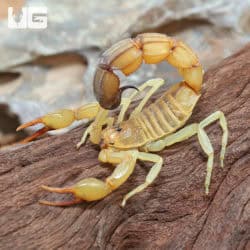 Tunisian Fat Tail Scorpion (Androctonus amoreuxi) For Sale - Underground Reptiles