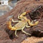 Tunisian Fat Tail Scorpion (Androctonus amoreuxi) For Sale - Underground Reptiles