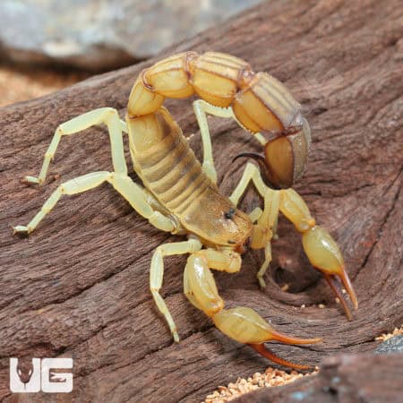Tunisian Fat Tail Scorpion (Androctonus amoreuxi) For Sale - Underground Reptiles