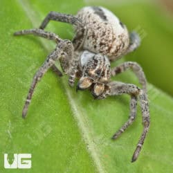 Desert Velvet Spider (Stegodyphus dufouri) For Sale - Underground Reptiles