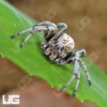 Striped Velvet Spider (Stegodyphus lineatus) For Sale - Underground Reptiles