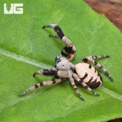 Striped Velvet Spider (Stegodyphus lineatus) For Sale - Underground Reptiles