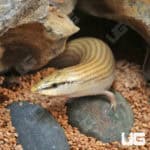Wedge snouted Skinks (Chalcides sepsoides) For Sale - Underground Reptiles