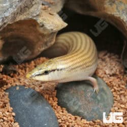 Wedge snouted Skinks (Chalcides sepsoides) For Sale - Underground Reptiles