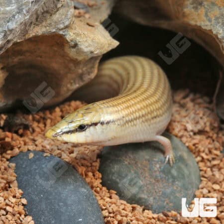 Wedge snouted Skinks (Chalcides sepsoides) For Sale - Underground Reptiles