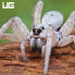 White Wolf Spider (Hogna lenta White Wolf) For Sale - Underground Reptiles