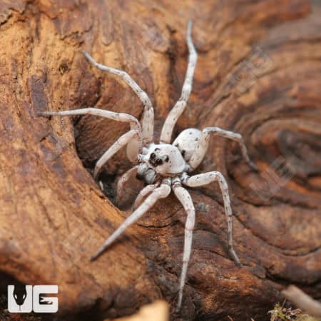 White Wolf Spider (Hogna lenta White Wolf) For Sale - Underground Reptiles