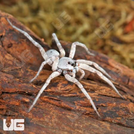 White Wolf Spider (Hogna lenta White Wolf) For Sale - Underground Reptiles