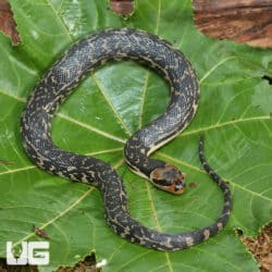 Granite Puff Faced Water Snake (Homalopsis buccata) for sale