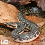 Granite Puff Faced Water Snake (Homalopsis buccata) for sale
