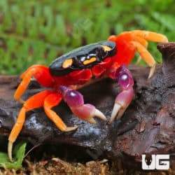 Moon Crabs (Gecarcinus quadratus) For Sale - Underground Reptiles