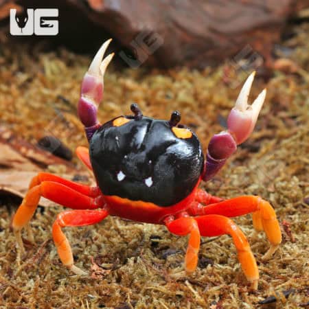 Moon Crabs (Gecarcinus quadratus) For Sale - Underground Reptiles