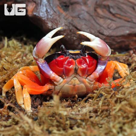 Moon Crabs (Gecarcinus quadratus) For Sale - Underground Reptiles