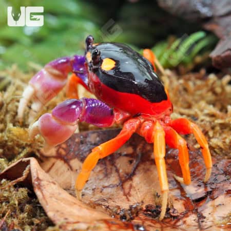 Moon Crabs (Gecarcinus quadratus) For Sale - Underground Reptiles