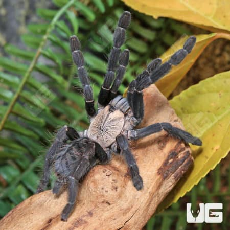Purple Earth Tiger Tarantula (Cyriopagopus sp hati hati) for sale