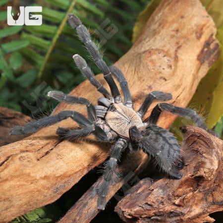 Purple Earth Tiger Tarantula (Cyriopagopus sp hati hati) for sale