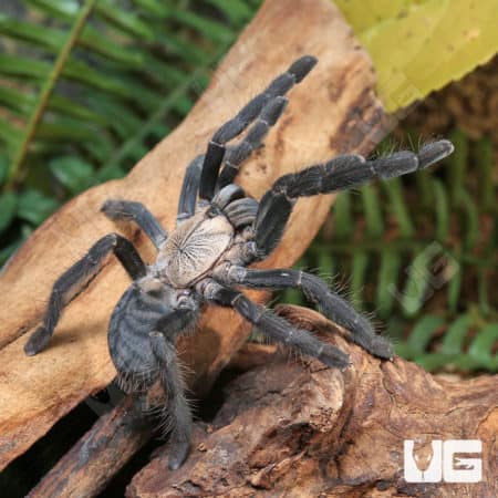 Purple Earth Tiger Tarantula (Cyriopagopus sp hati hati) for sale
