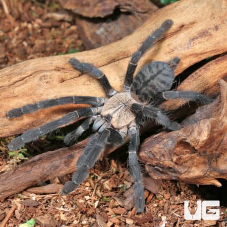 Purple Earth Tiger Tarantula (Cyriopagopus sp hati hati) for sale