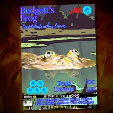 Budgett's Frog U.G. MON Card for May 2024, featuring vibrant design and key details.