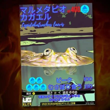 Lepidobatrachus laevis frog card with May 2024 U.G. MON Card theme.