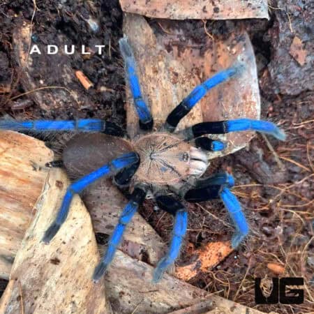 Neon Blue Leg Tarantula, Borneo, adult, vibrant blue legs, arachnid pet.