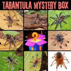 Tarantula Mystery Box For Sale - Underground Reptiles
